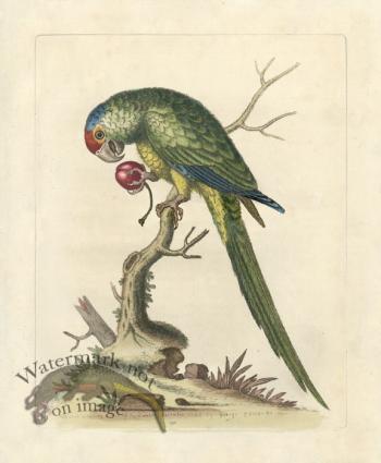 Edwards Parrot 09.jpg